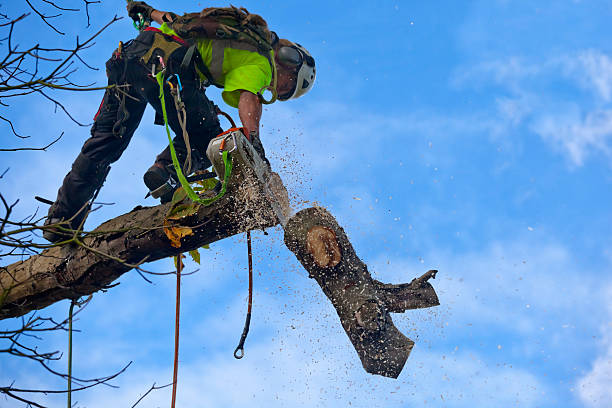 How Our Tree Care Process Works  in  Iowa Colony, TX